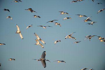 A flock of White Ibis flying in front of a blue sky in the bright sunlight.