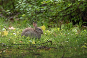 Kaninchen Hase