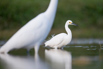 A close-up photo of a Snowy Egret with a smooth green background in soft light.