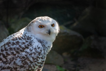 Schneeeule Schneeule