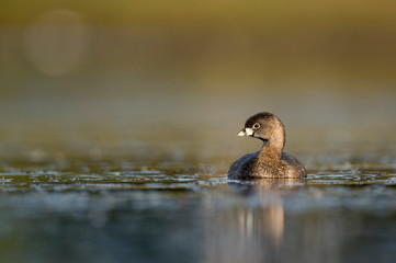 A small and cute Pied-billed Grebe swims in calm water in the early morning sunlight with a smooth background.