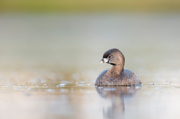 A Pied-billed Grebe floating on calm water in the soft early morning sunlight with a smooth out of focus background.