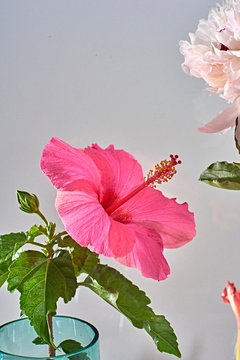 Studio shot of pink hibiscus flower