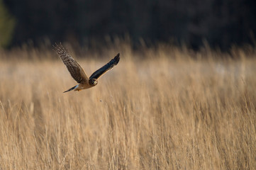 Obraz na płótnie Canvas A Northern Harrier flies over an open field with a tree background in the winter on a bright sunny day.