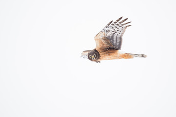 A Northern Harrier flies in front of a white sky on a cold overcast winter day.