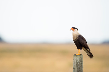 A Crested CaraCara perched on a fence post in a wide open field in soft overcast light.