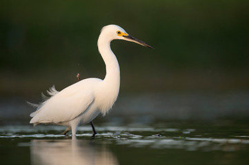 A Snowy Egret stalks prey in shallow water in early morning sunlight with a dark green background.