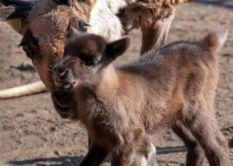 Fototapeta premium Rentier