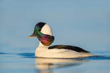 Close-up of a male Bufflehead in golden early morning sunlight with a bright blue water background.