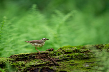 A Louisiana Waterthrush perched on a moss covered log with a lush green background of ferns in soft overcast light.