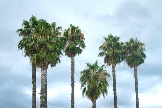 California Los Angeles Palm Trees on Cloudy Blue Sky - Tropical Vacation, Travel