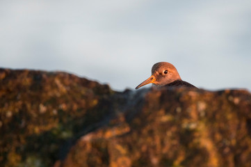 A Purple Sandpiper peeks over the jetty rock in the golden morning sunlight with a white background.