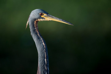 A close head shot of a Tricolored Heron showing off its yellow bill and bright red eye with a smooth green background.