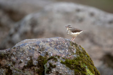Louisiana Waterthrush perched on a large boulder in the water as it searches for small insects and invertabrates to eat in the soft overcast light.
