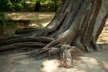 Big tree root