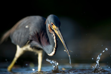 A Tricolored Heron stalks the shallow water in the early morning sun with a dark background and dramatic lighting.