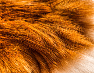 Red orange ginger fur wool as grungy texture background