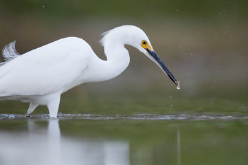 Obraz premium A white Snowy Egret wades in the shallow water catching small minnnows in its beak in soft light with a smooth background.