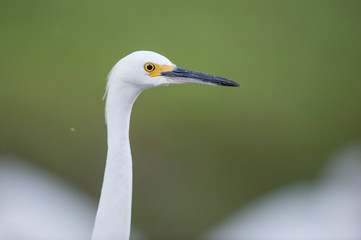 A close-up photo of a Snowy Egret with a smooth green background in soft light.