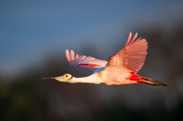 A Roseate Spoonbill flies with its bright pink wings spread in golden early morning sunlight.