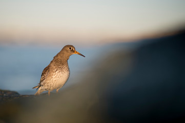 Purple Sandpiper stands on jetty rocks in the early morning sunlight with a smooth blue water background.