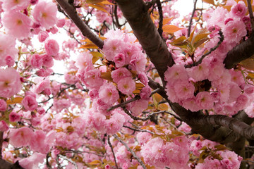 cherry blossom in spring, under sakura tree