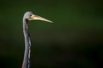 A Tricolored Heron stalks the shallow water in the early morning sun with a dark background and dramatic lighting.