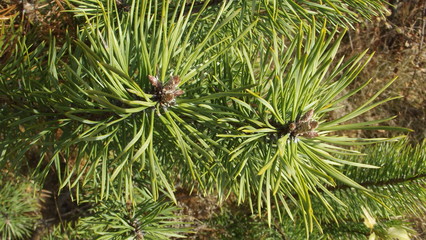 Young pine tree