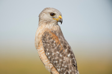 A close portrait of a Red-shouldered Hawk with a smooth background in soft light with its piercing...