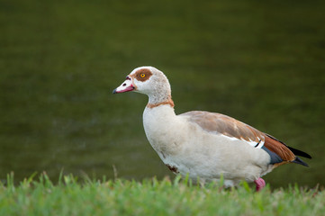 Portrait of an Egyptian Goose standing in bright green grass with a smooth deep green background.