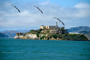 Birds Over Alcatraz 