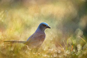 A Florida Scrub Jay in the grass glowing in the sunlight with an out of focus textured foreground and background.