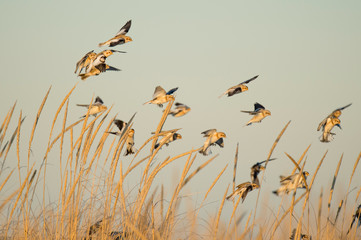 A flock of Snow Buntings flying and landing in the golden dune grasses in the bright sunlight.