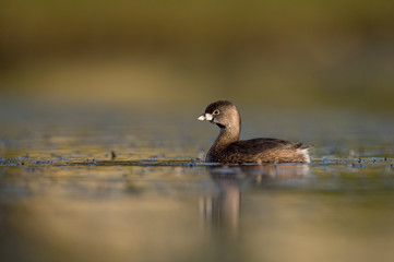 A small and cute Pied-billed Grebe swims in calm water in the early morning sunlight with a smooth background.