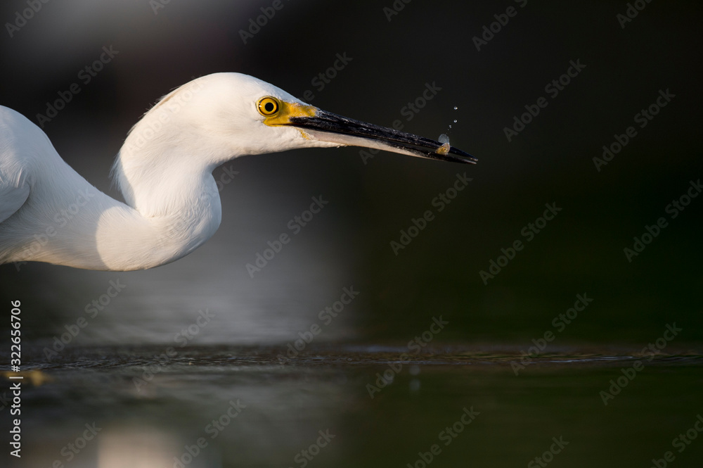 Canvas Prints A Snowy Egret stalks the shallow water in search of food with a dark smooth background.