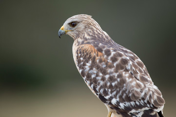 A close portrait of a Red-shouldered Hawk with a smooth background in soft light with its piercing eyes.
