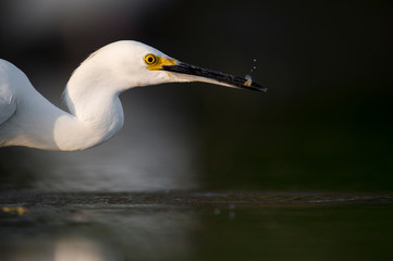 A Snowy Egret stalks the shallow water in search of food with a dark smooth background.