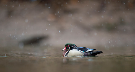A male Wood Duck swims in the water on a light snowing day in soft overcast light.