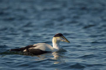 A male Common Eider swims in the calm bright blue water on a sunny day.