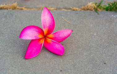 Fototapeta na wymiar Pink plumeria flowers on the floor.