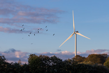 Windmills in the early morning light