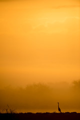 Naklejka na ściany i meble A scenic sunrise silhouette of a Great Blue Heron on a foggy morning with an orange sky.