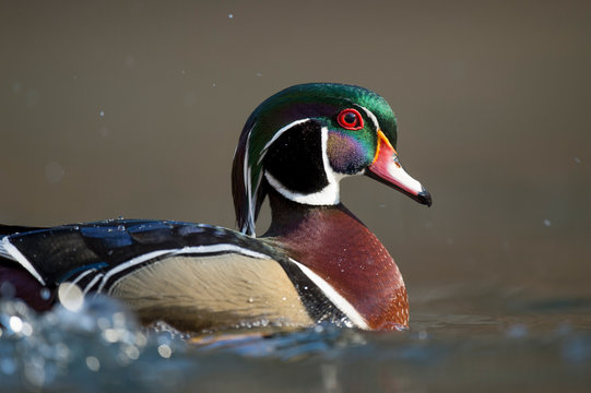Close-up portrait of a male Wood Duck with a smooth brown background in soft sunlight showing off itls colorful plumage.