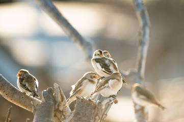 A group of Snow Buntings perched on driftwood in the bright sunlight.