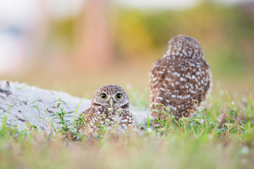 A pair of Florida Burrowing Owls standing in the grass in soft morning sunlight with a smooth background.