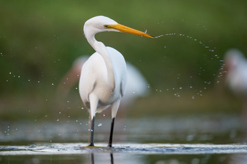 A Great Egret wades in the shallow water searching for small fish and food in soft light with a smooth green background.