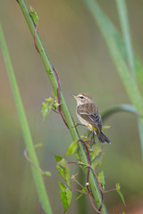 A Palm Warbler perched on a green stalk with a purple vine wrapping around it.