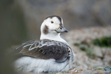 A female Long-tailed Duck rests on a jetty rock in the winter in soft overcast light.