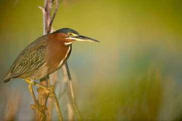 A Green Heron perched on a branch with a smooth green background in the bright morning sunlight.