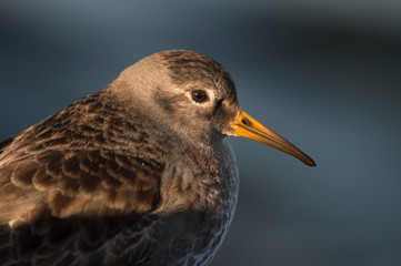 A close-up of a Purple Sandpiper in the morning sunlight with a smooth dark blue water background.